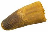 Robust Fossil Spinosaurus Tooth - Feeding Worn Tip #330027-1